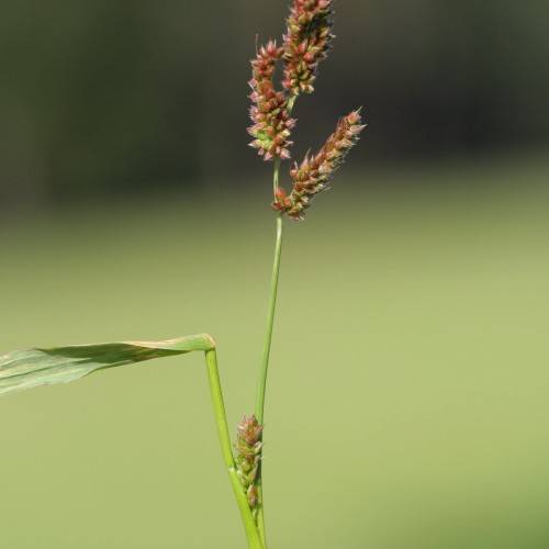 lime-burgundy spikelets with lime-green foliage