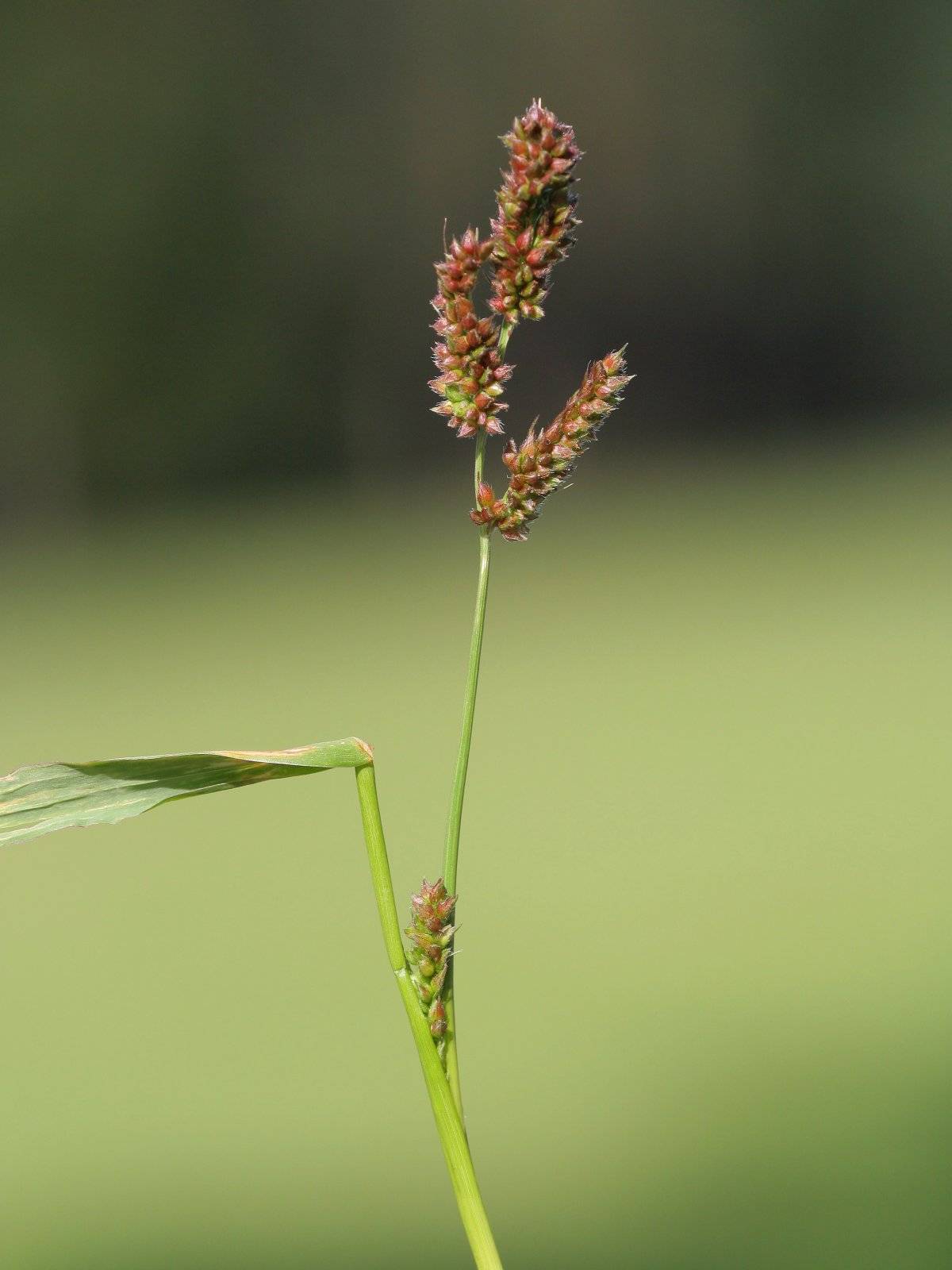 lime-burgundy spikelets with lime-green foliage
