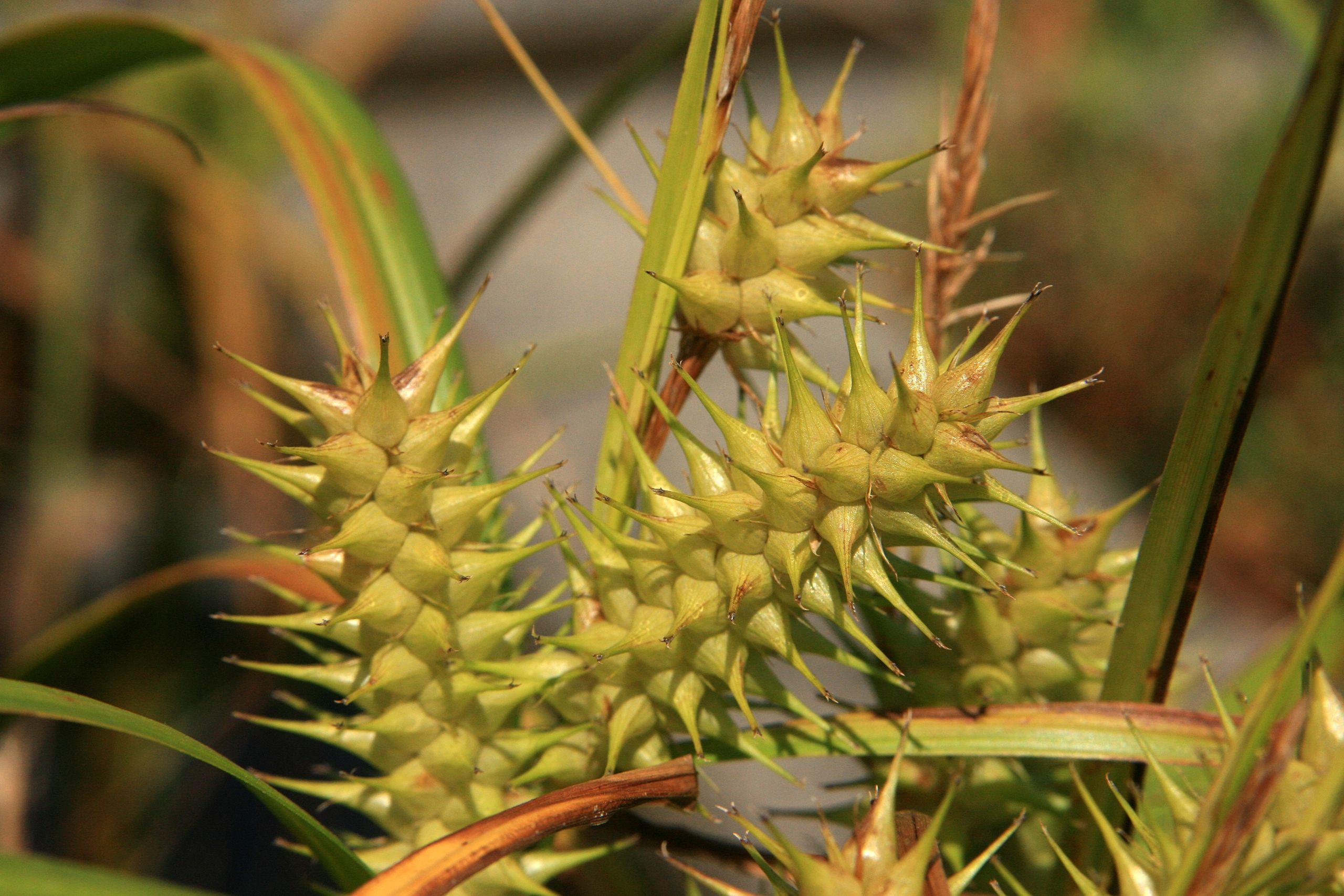 yellow-lime spikelets with lime-brown foliage and stems