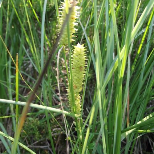light-lime spikelets with green foliage and stems