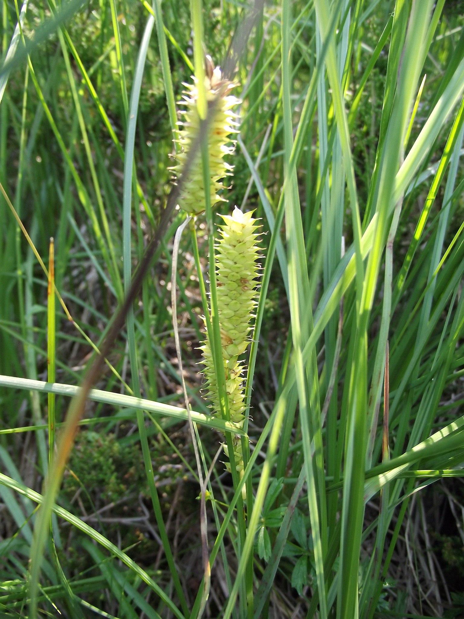 light-lime spikelets with green foliage and stems