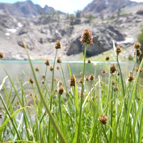 brown spikelets with yellow-green foliage and stems