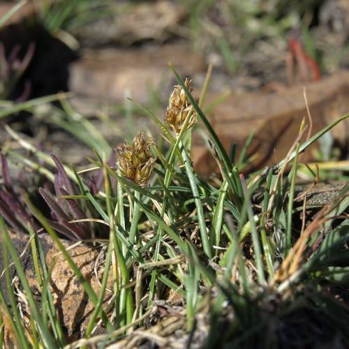lime-brown flowers, green foliage and stems