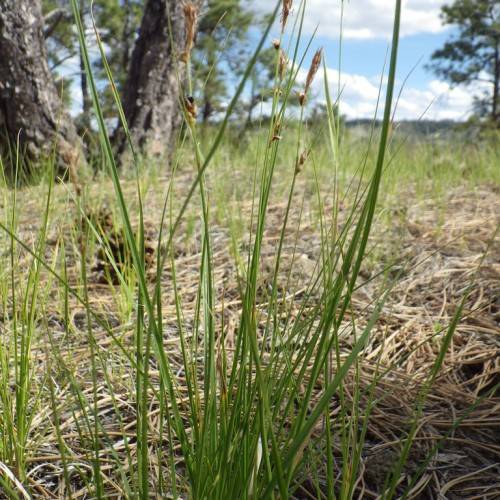 light-brown spikelets, yellow-green foliage and stems