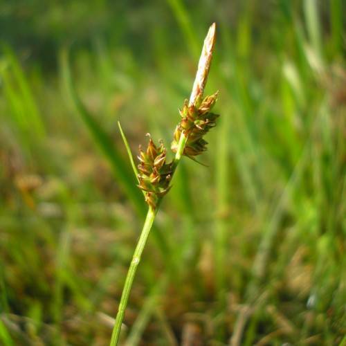 lime-brown spikelets with lime foliage