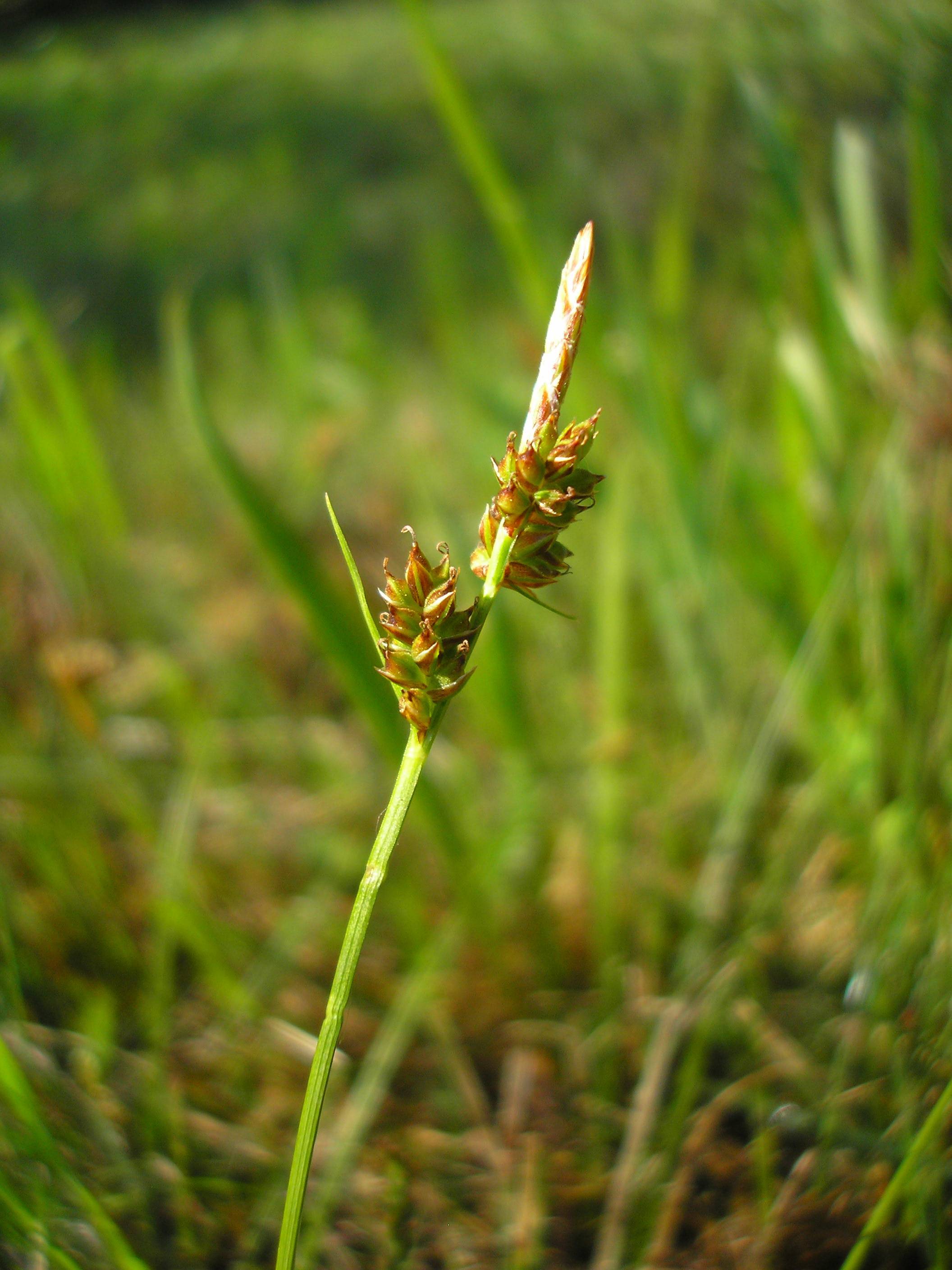 lime-brown spikelets with lime foliage