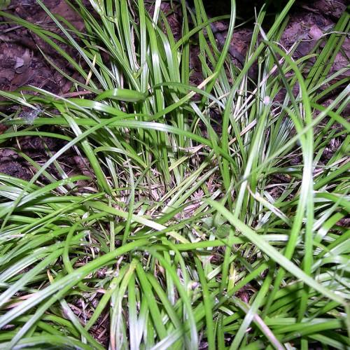 silver-green foliage