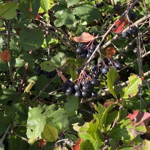 Gray stem branches with red-orange-green leaves and dark-purple fruit.