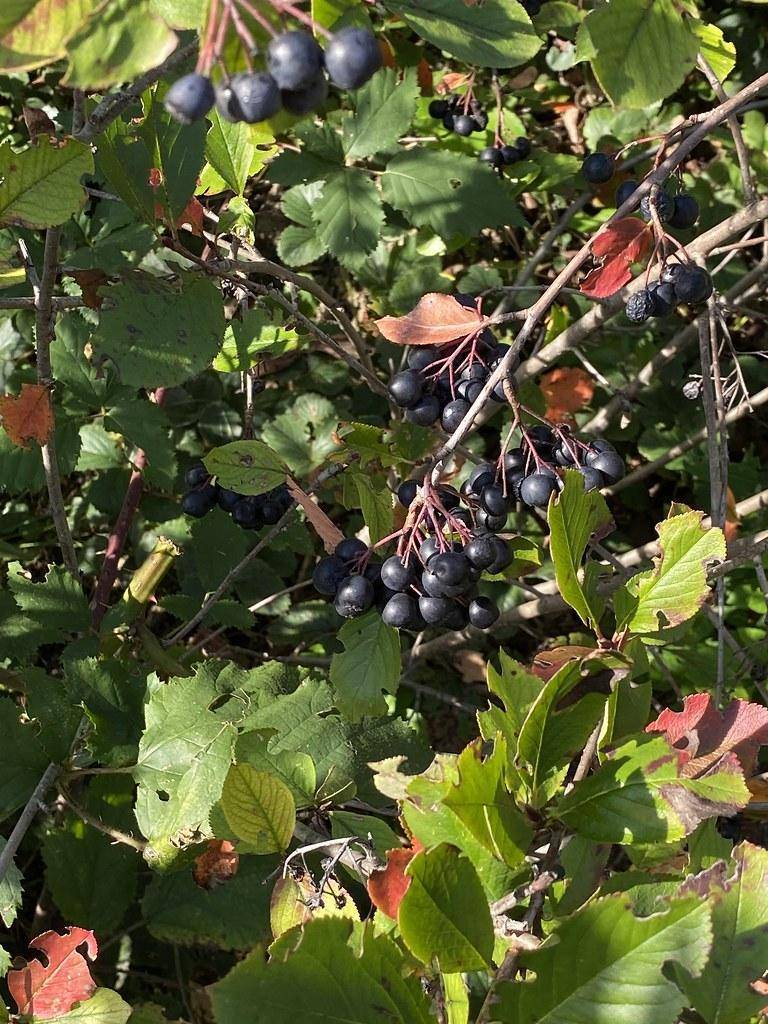 Gray stem branches with red-orange-green leaves and dark-purple fruit.