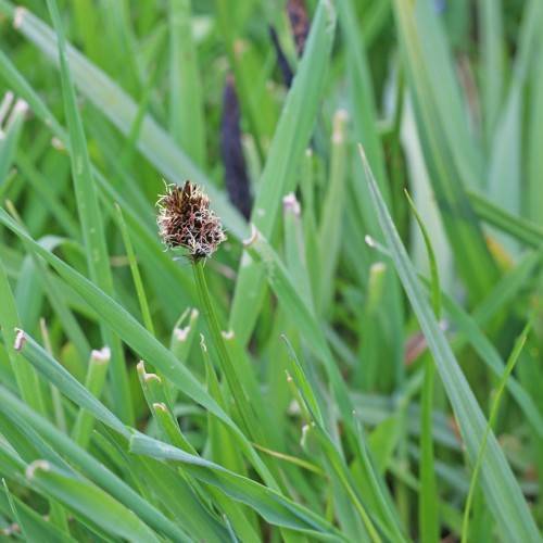 brown spikelet, green foliage and stems