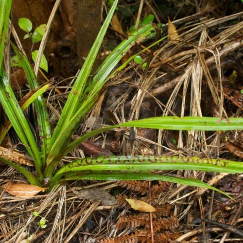 lime-brown foliage