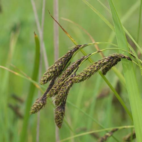 brown-lime spikelets with lime leaves and stems