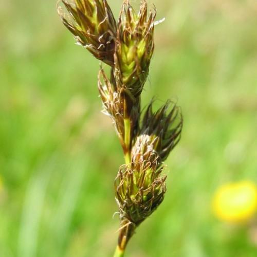 brown-lime spikelets and stems