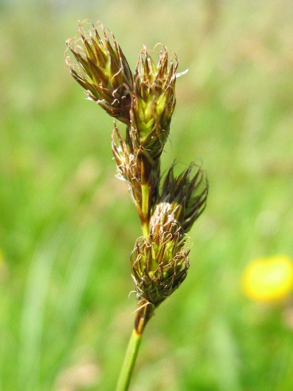brown-lime spikelets and stems