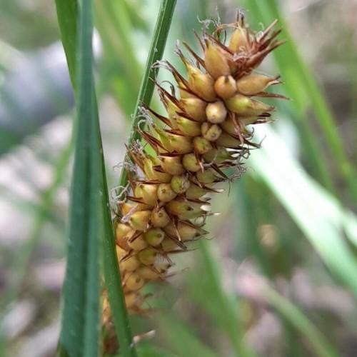 burgundy-yellow spikelets with green foliage and stems