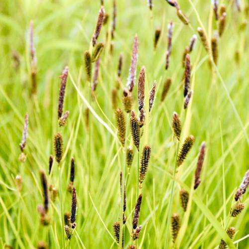 Green leaves and green stem and brown seedhead.