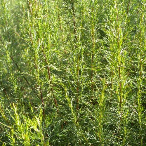 Gray-green leaves on brown-green stalk and green stems.