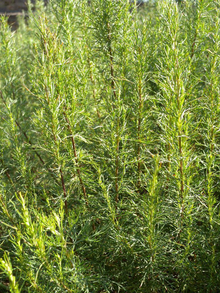 Gray-green leaves on brown-green stalk and green stems.