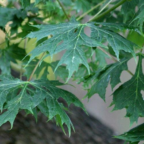 green leaves with light-green veins and light-green stems