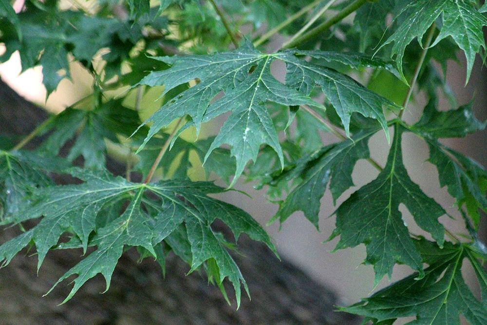 green leaves with light-green veins and light-green stems