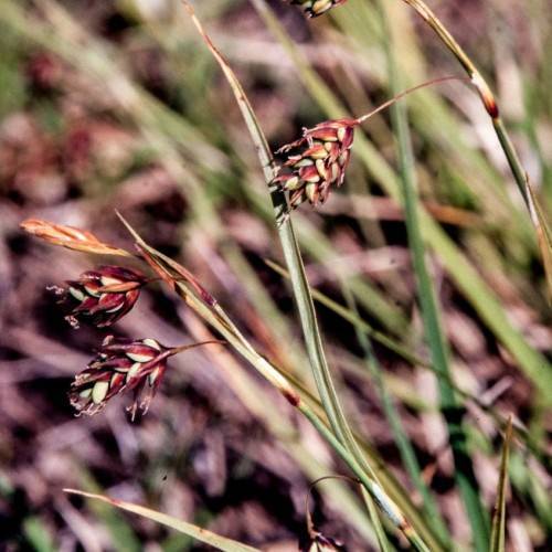 lime-brown spikelets with beige-green foliage