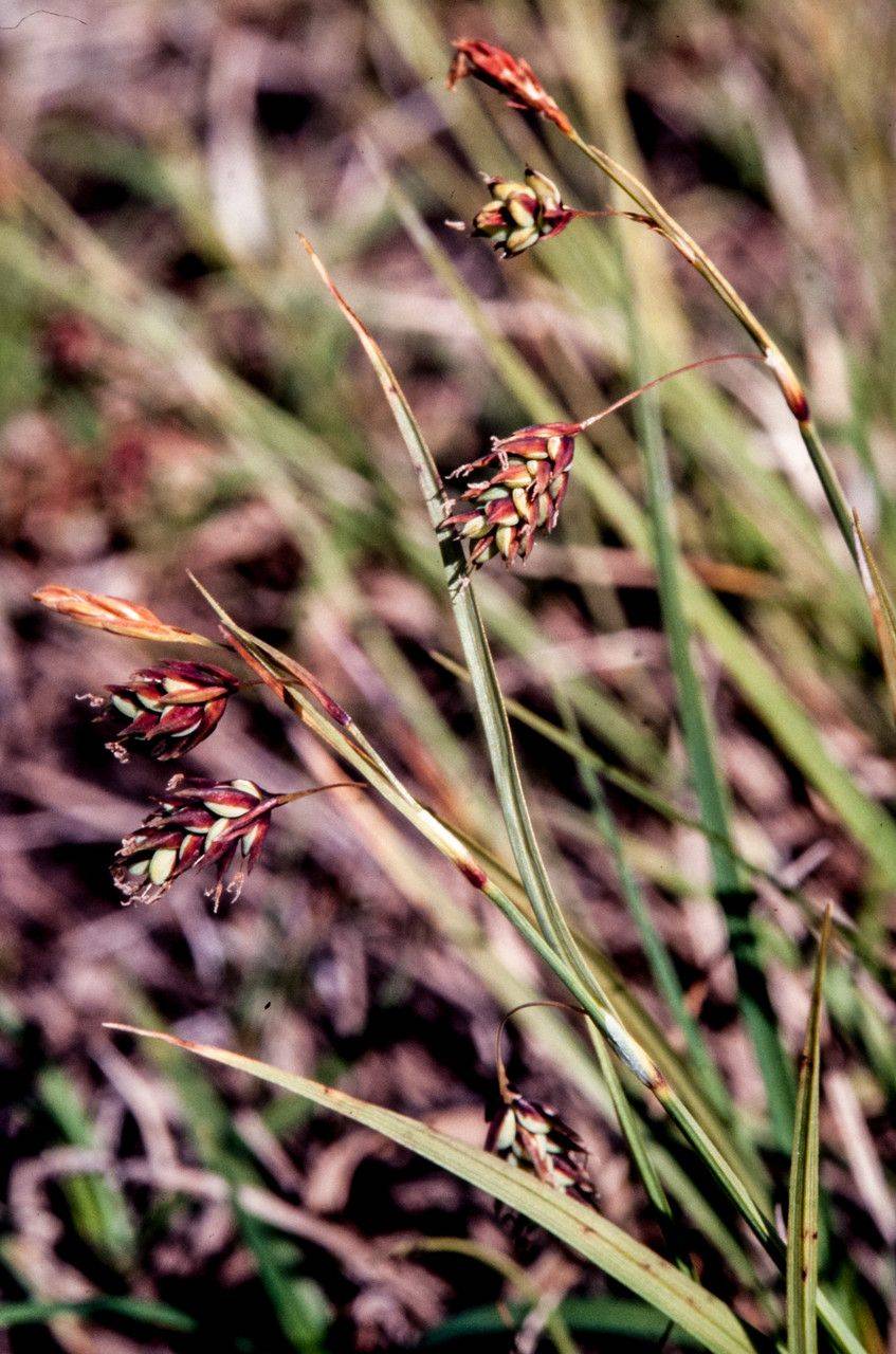 lime-brown spikelets with beige-green foliage