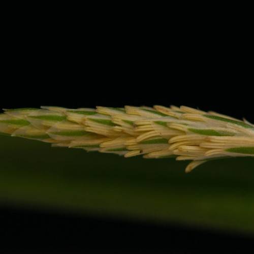 yellow-green spikelet