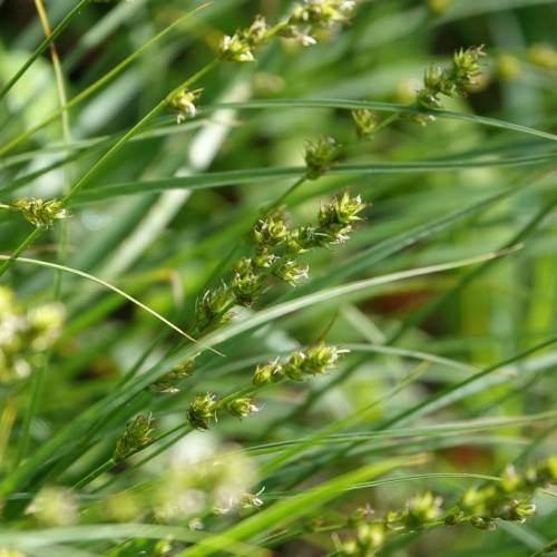 white-lime flowers, green foliage and stems