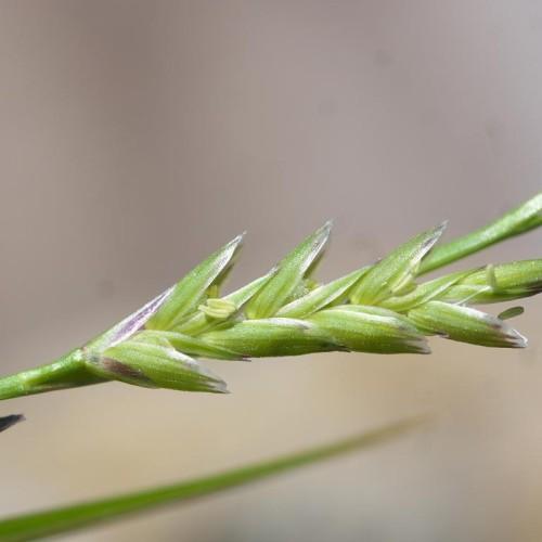 light-green spikelets with green stems and foliage