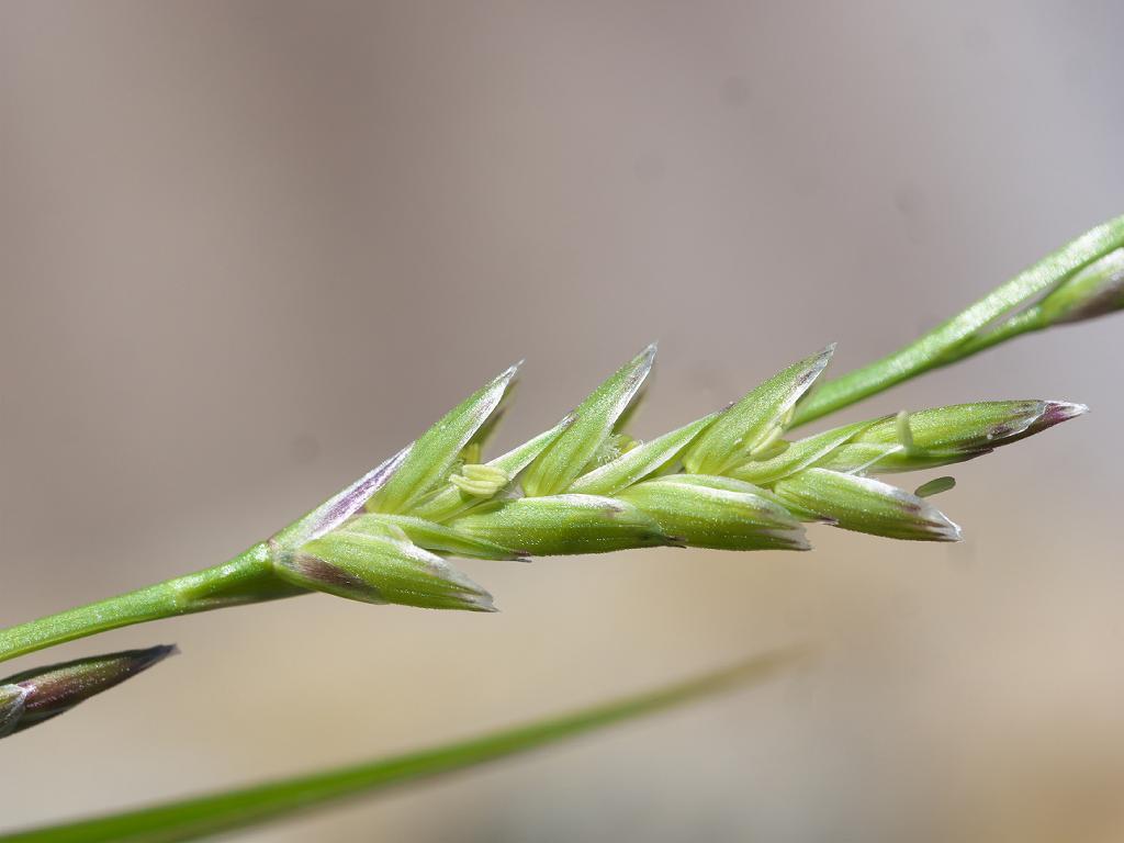 light-green spikelets with green stems and foliage