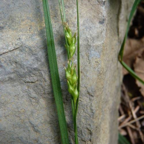 lime spikelets with green foliage