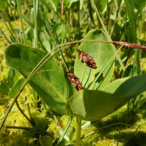 burgundy-lime spikelets with green foliage and stems