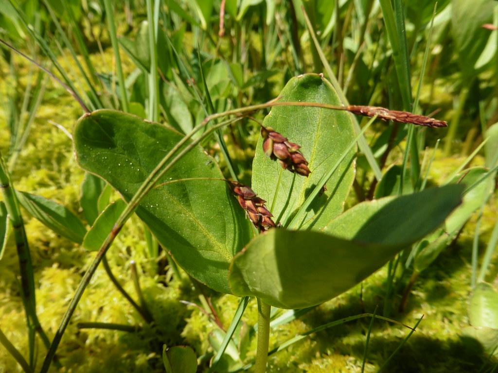 burgundy-lime spikelets with green foliage and stems