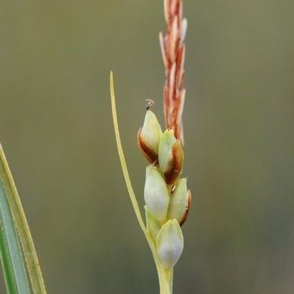 red-green seedheads with yellow-green foliage and stems