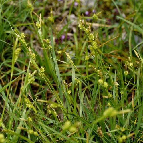 lime spikelets with lime-green foliage