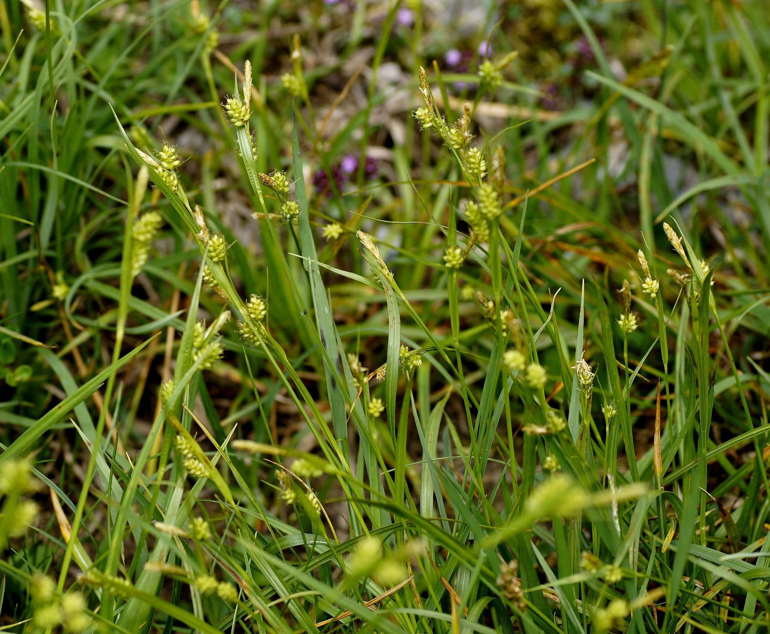 lime spikelets with lime-green foliage