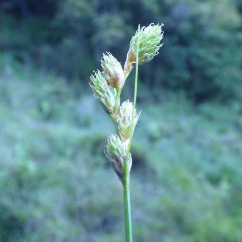 light-green spikelets and, stems