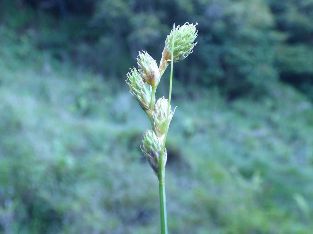 light-green spikelets and, stems
