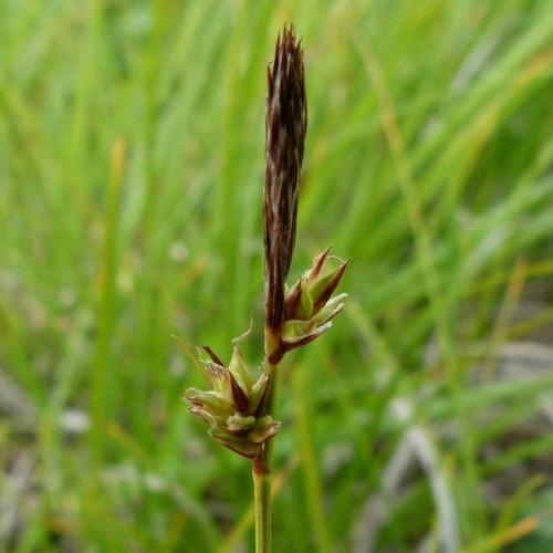 brown-lime spikelets with lime foliage