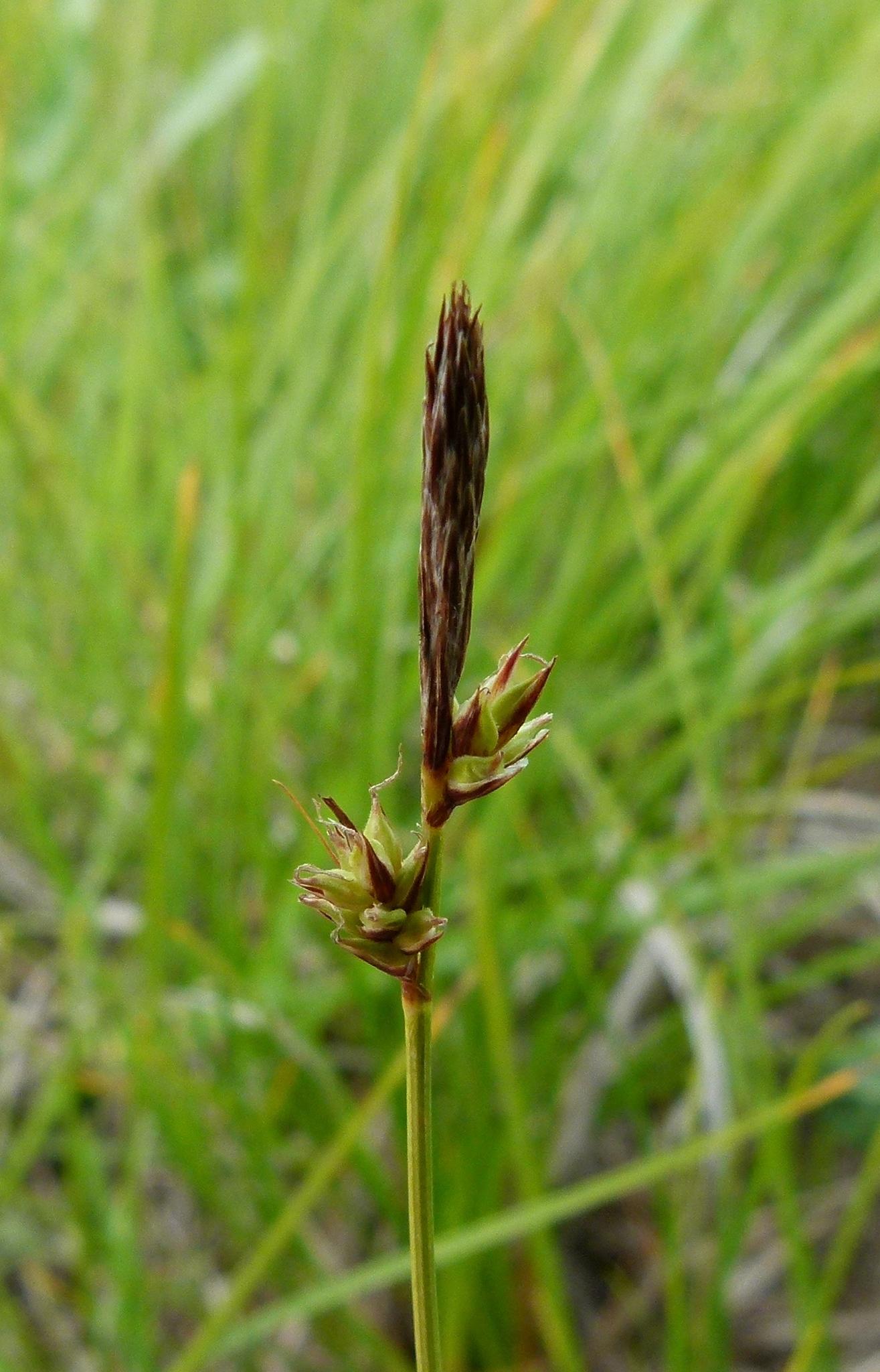 brown-lime spikelets with lime foliage
