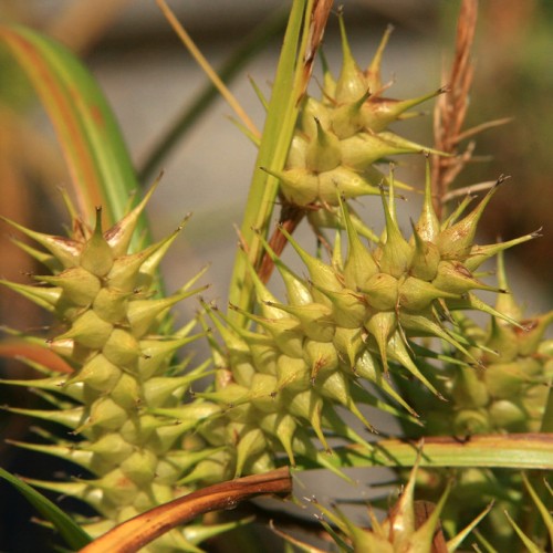 Lime-green spikelet, brown stem and lime-green leaves.