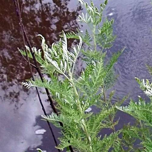 Silvery-green leaves on gray-lime stalks.