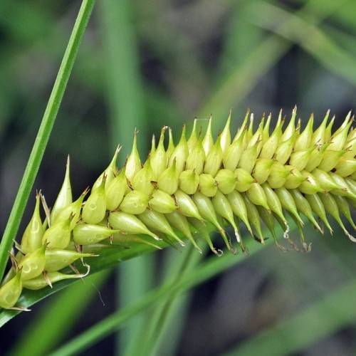 lime-yellow spikelets with green foliage