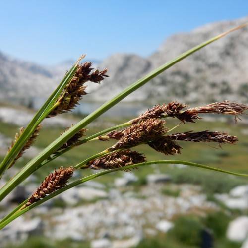brown spikelets with green foliage
