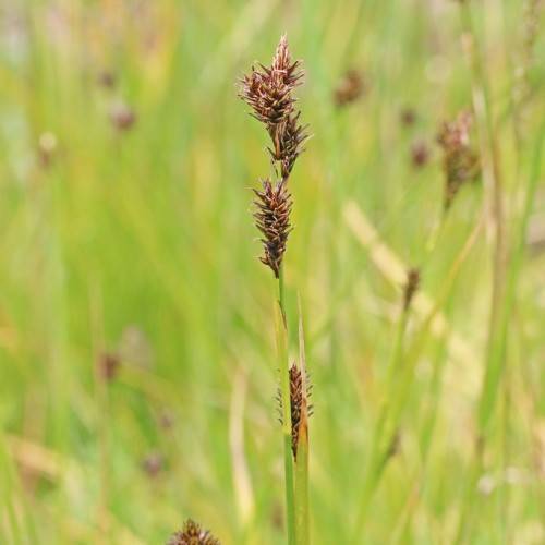 dark-brown spikelets with yellow-green foliage