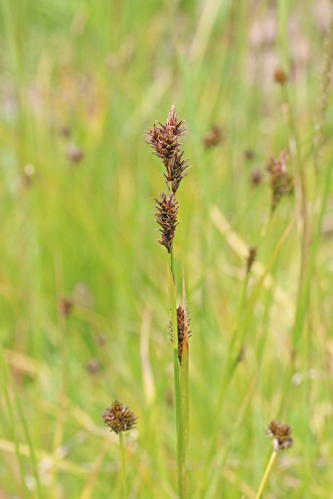 dark-brown spikelets with yellow-green foliage