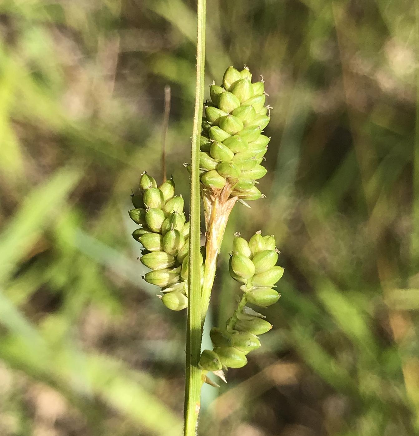 lime spikelets with brown-lime stems
