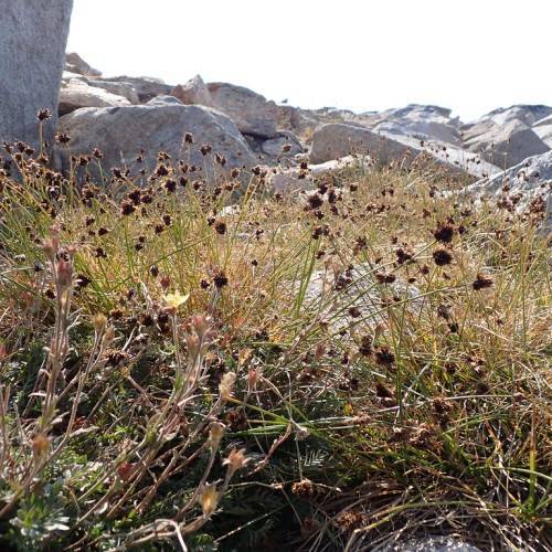 dark-brown spikelets with brown-green foliage and stems