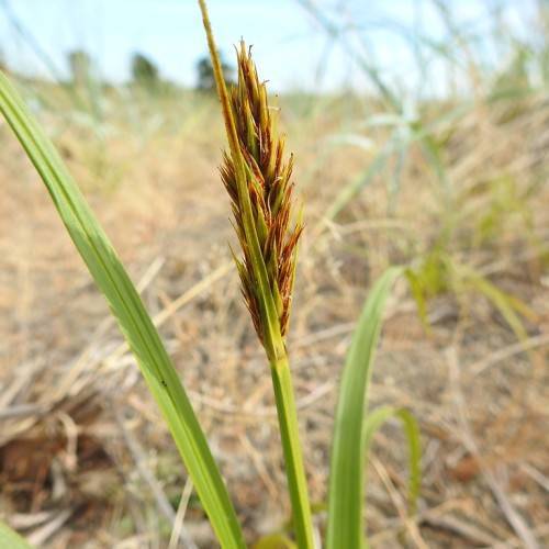 brown-green spikelets with yellow-green foliage