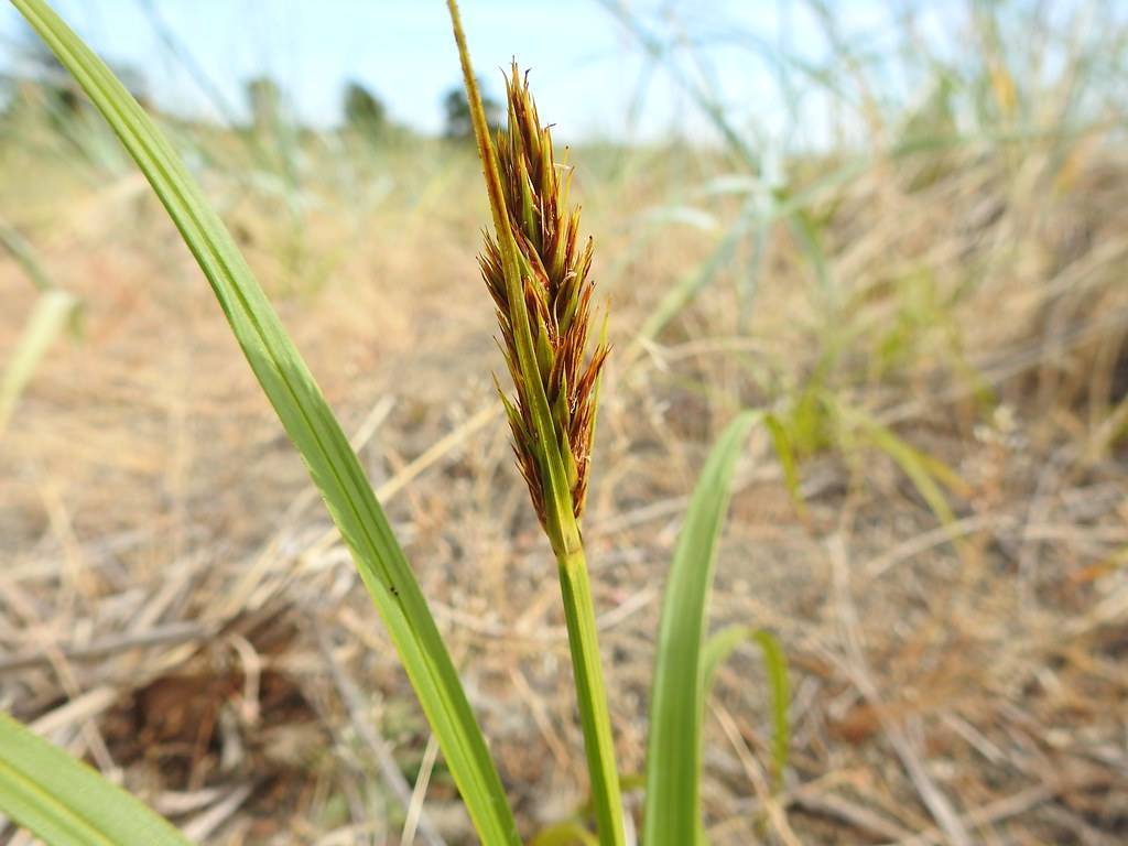 brown-green spikelets with yellow-green foliage